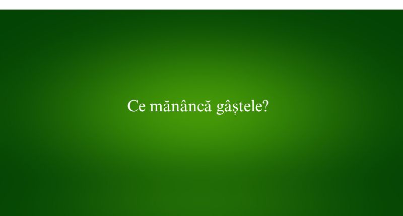 Ce mănâncă gâștele