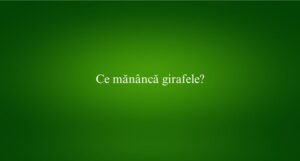 Ce măn&acirc;ncă girafele
