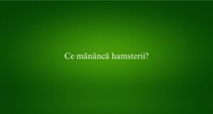 Ce măn&acirc;ncă hamsterii