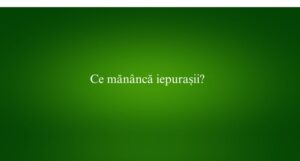 Ce măn&acirc;ncă iepurașii