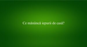 Ce măn&acirc;ncă iepurii de casă