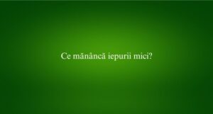 Ce măn&acirc;ncă iepurii mici