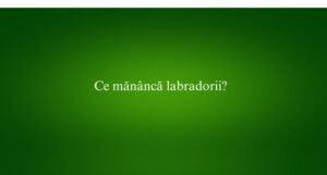 Ce măn&acirc;ncă labradorii