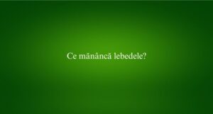 Ce măn&acirc;ncă lebedele