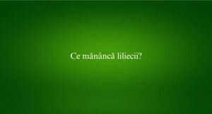 Ce măn&acirc;ncă liliecii