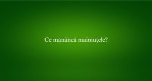 Ce măn&acirc;ncă maimuțele