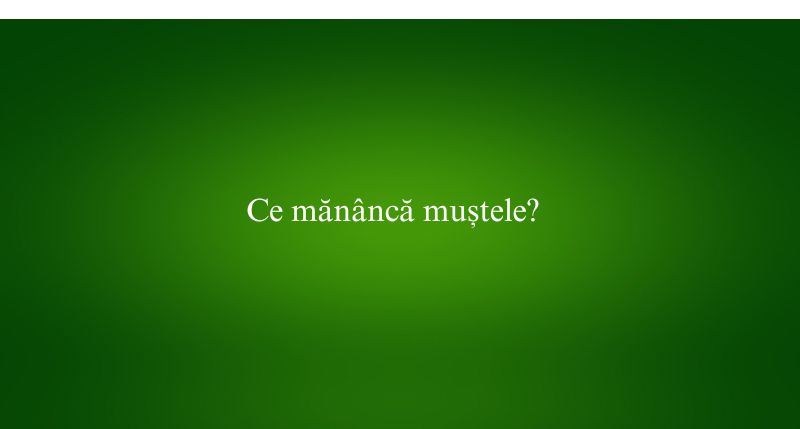 Ce mănâncă muștele