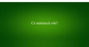 Ce măn&acirc;ncă oile