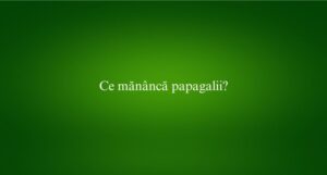 Ce măn&acirc;ncă papagalii