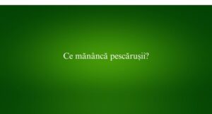 Ce măn&acirc;ncă pescărușii