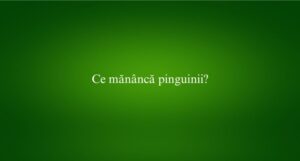 Ce măn&acirc;ncă pinguinii