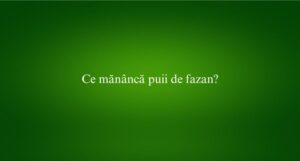 Ce măn&acirc;ncă puii de fazan