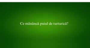 Ce măn&acirc;ncă puiul de turturică