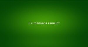 Ce măn&acirc;ncă r&acirc;mele