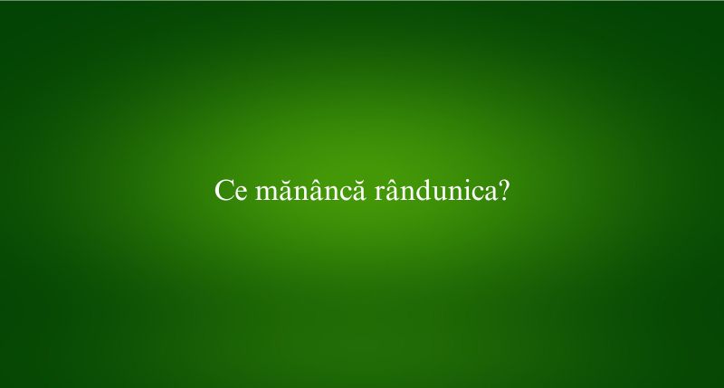 Ce mănâncă rândunica