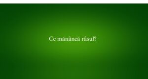 Ce măn&acirc;ncă r&acirc;sul