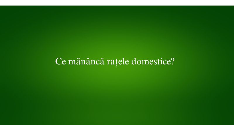 Ce mănâncă rațele domestice