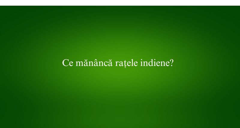 Ce mănâncă rațele indiene