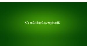 Ce măn&acirc;ncă scorpionii