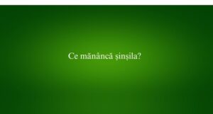 Ce măn&acirc;ncă șinșila