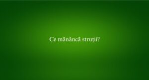 Ce măn&acirc;ncă struții