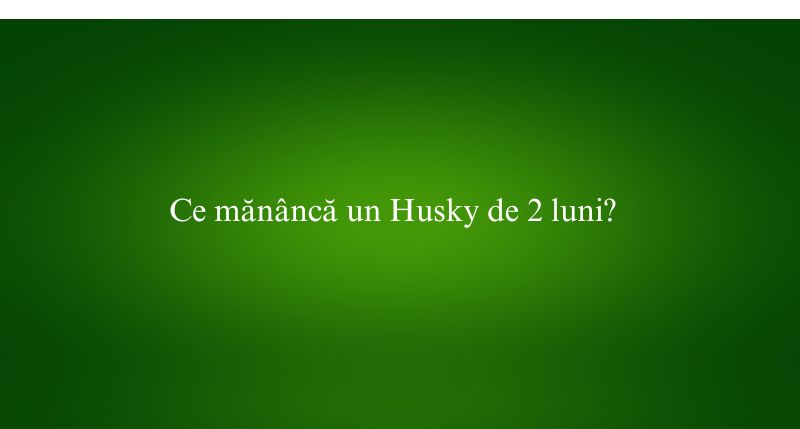 Ce mănâncă un Husky de 2 luni