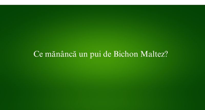 Ce mănâncă un pui de Bichon Maltez