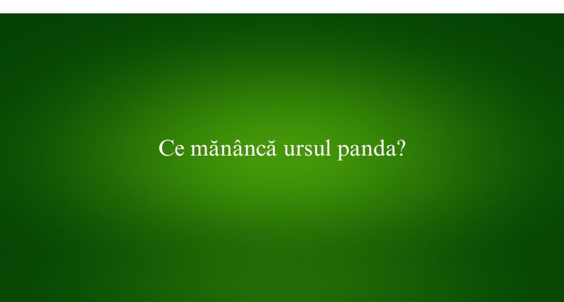 Ce mănâncă ursul panda