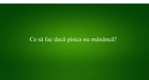 Ce să fac dacă pisica nu măn&acirc;ncă