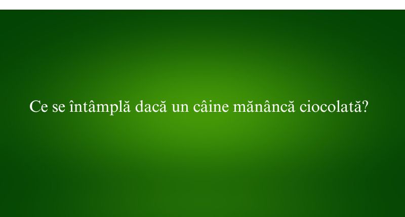Ce se întâmplă dacă un câine mănâncă ciocolată
