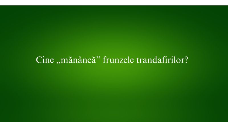 Cine „mănâncă” frunzele trandafirilor