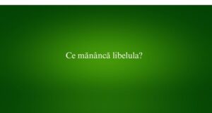 Ce măn&acirc;ncă libelula