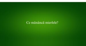 Ce măn&acirc;ncă mierlele