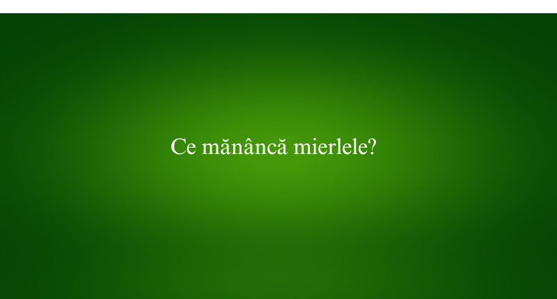 Ce mănâncă mierlele