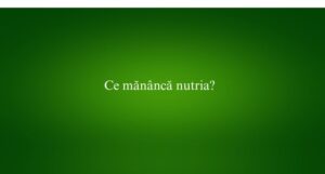 Ce măn&acirc;ncă nutria