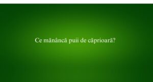 Ce măn&acirc;ncă puii de căprioară