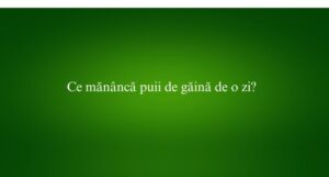 Ce măn&acirc;ncă puii de găină de o zi