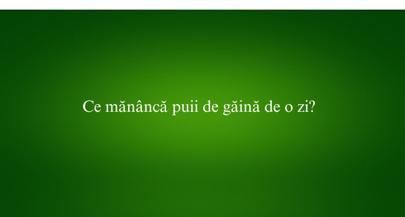 Ce mănâncă puii de găină de o zi