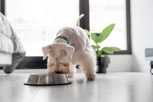 Cum să &icirc;i asiguri c&acirc;inelui tău o dietă echilibrată